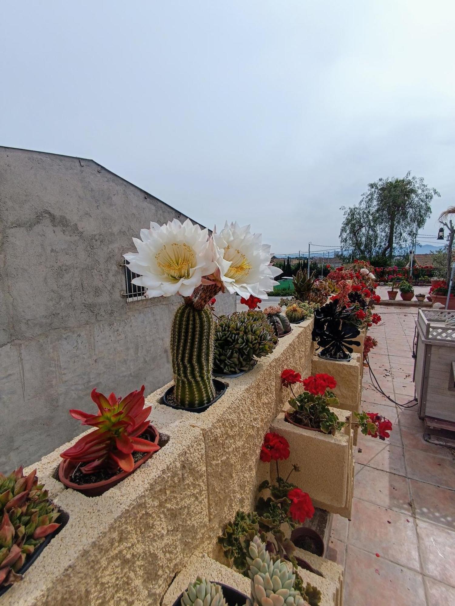 Casa Chalet Venta Ruizo Lorca  Eksteriør billede